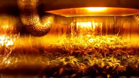 Indoor Hydroponics Grow Tent, Grow Room Box Plant Growing, Reflective Mylar Non